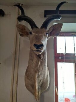 Trofej Kudu Velký 8000,-kč - 1