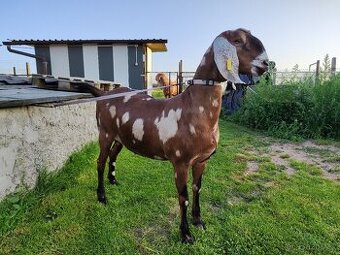 Anglonubijská koza