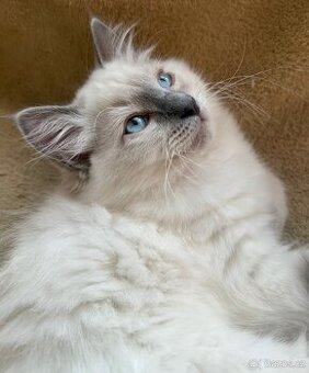 Ragdoll nádnehné koťátko bez PP