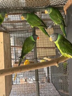 Alexandr černohlavý