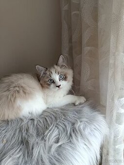 Super Ragdoll koťátka s PP