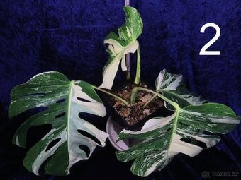 Monstera alba (deliciosa var. alba) mimořádně vybarvená