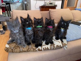 MÁME DVĚ MAINSKÉ MÝVALÍ HOLČIČKY - JIŽ K ODBĚRU