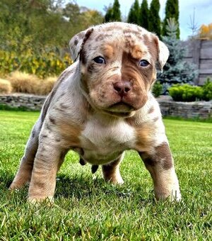 American Bully XL XXL
