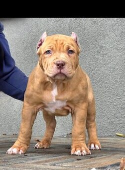 American Bully XL XXL