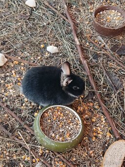 Zakrslí králíčci - mláďátka