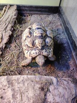 Želva pardálí - dospělý samec