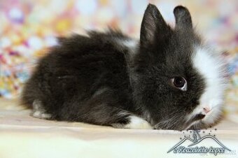 Zakrslý králíček Teddy s VP/sameček FRED_ doprava po ČR