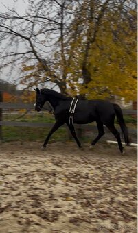 Prodám 8 mi letou kobylu