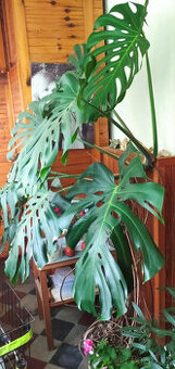 MONSTERA 2m