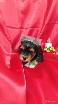 Jorkšírský teriér - biewer s Průkazem původu