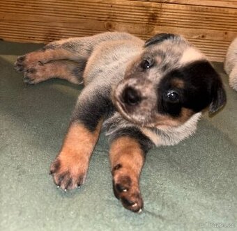 Australský honácký pes