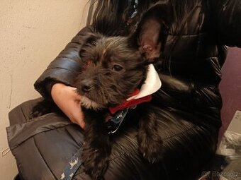 Štěňátko kříženec