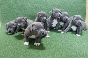 Stafordšírský bulteriér