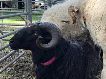 PLEMENNÍ BERÁNCI PŮVODNÍ VALAŠKA LINIE JAVORNIK