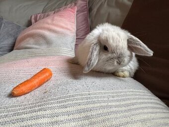 Zakrslý králíček beránek 2