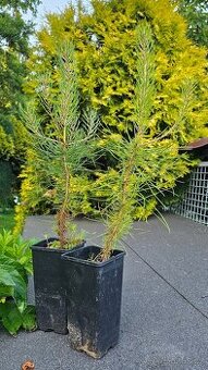 Borovice přímořská - Pinus pinaster - původ semen ČR