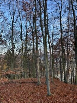 Prodej lesních pozemků k.ú. Ponikev