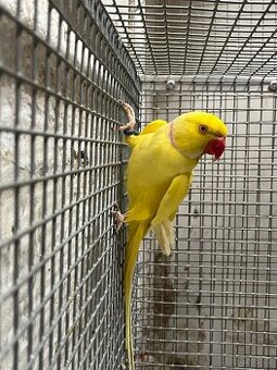 Alexandr malý - samec 2023