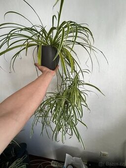 2 ks rostlin vč. květináčů