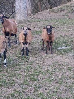 kamerunské ovce,jehňata,jehnička,beran