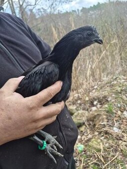 Mladí kohouti Ayam Cemani