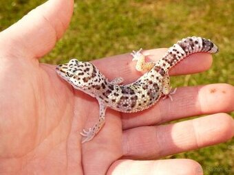 Gekončík noční (Eublepharis macularius)