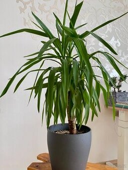 Yucca elephantipes – velká vzrostlá pokojová rostlina