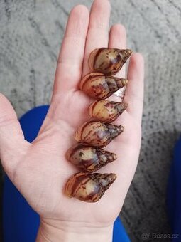 Africký šnek - Achatina reticulata