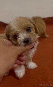 Maltipoo
