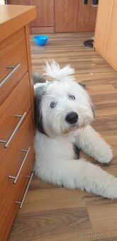 Bobtail