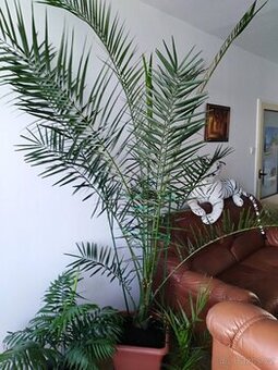 PALMA KANÁRSKÁ- PHOENIX CANARIENSIS