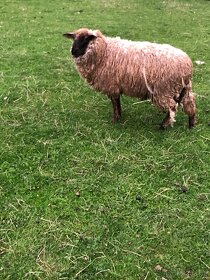 Prodám ročního beránka Suffolk a 4 letošní ovečky