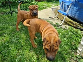 ▶️ SHAR-PEI