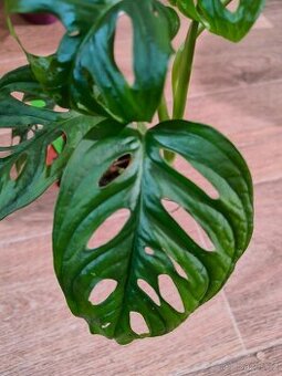 Monstera adansonii 2 druhy- Monkey a Narrow form