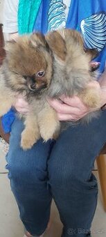 Pomeranian
