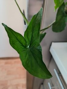 Syngonium Emerald green