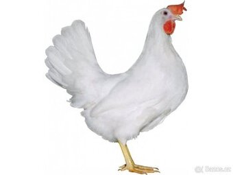 Jednodenní kuřata leghorn