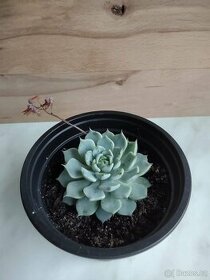 Echeveria derenbergii blue - 1