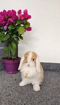 Minilop - ❤️zakrslí beránci❤️