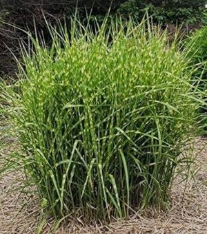 Ozdobnice čínská miscanthus 3 druhy solitérních trav - 1