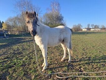 Valášek Welsh Part - Bred