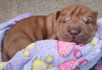 Sharpei,šarpej s PP stěně