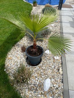 Palma Palmera Abanico - 1