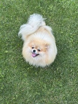 Pomeranian s PP FCI, fena
