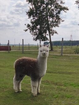 Lama alpaka samec