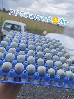 Celadon - křepelka japonská