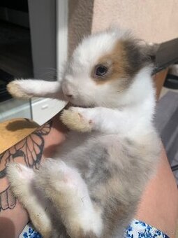 Roztomilý králíček 🐰