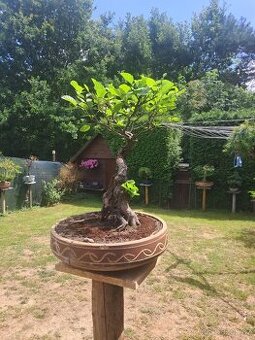 Bonsai,Bonsaj Olše - 1