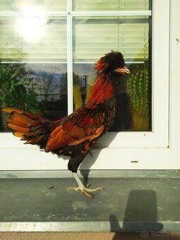 Kohoutci zdrobnělé Paduánky